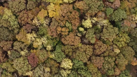 Drone-FallForest-02 Stock Footage 244799349