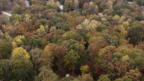 Drone-FallForest Stock Footage 244799396
