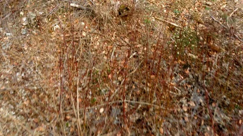 Drone falling into low bushes in a circular motion, loss of GPS signal Video stock 127063302