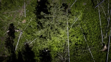Drone of the falling tree in the mountans. 4k HDR H264 Stock Footage 85576576