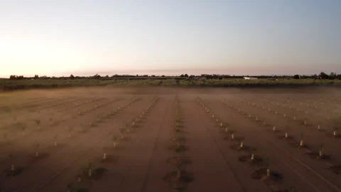 Drone Fast Tracking Through Almond Tree Farm Through Morning Fog Stock Footage 272565721
