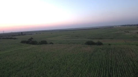 Drone - Field - Sunset (4k) Stock Footage 112526362