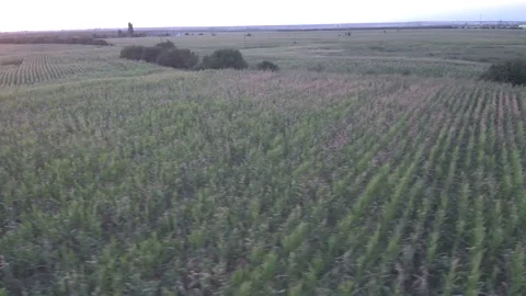 Drone - Field - Sunset (4k) Stock Footage 112526366