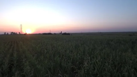 Drone - Field - Sunset (4k) Stock Footage 112526370