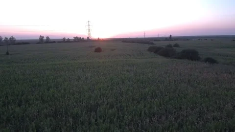Drone - Field - Sunset (4k) Stock Footage 112526379