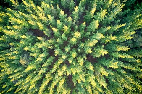 Drone field of view of pine trees in Mullalyup State Forest Western Australia Stock Photos
