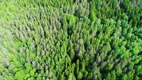 Drone filming above and moving camera towards green forest and lots of trees Stock Footage 78748331