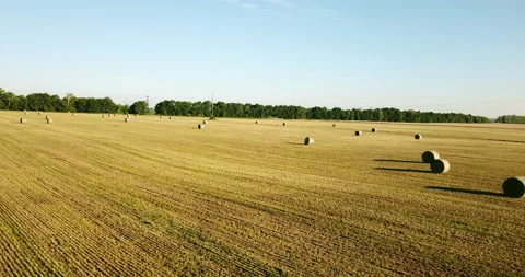 Drone filming approaching the field. New harvest season, green trees. Stock Footage 147973937