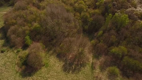 Drone filming beautiful forest with paths and people relaxing in forest Stock Footage 75349049