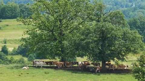 Drone Filming Cows Slow Motion 4K Stock Footage 100710188