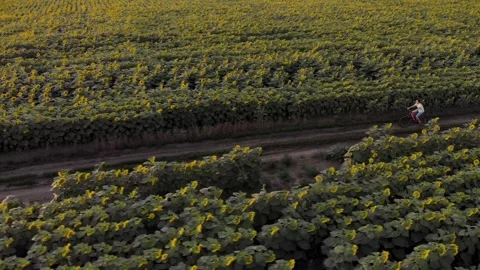 Drone filming a field view and a girl on a bike 4K Stock Footage 202338696
