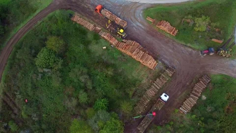 Drone filming forestry work. Stock Footage 255426643