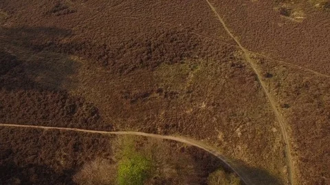 Drone filming heath with beautiful paths and forest in The Netherlands Stock Footage 75349499