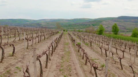 Drone filming of a large plot of vineyards. High resolution video. Vídeos de archivo 221198593