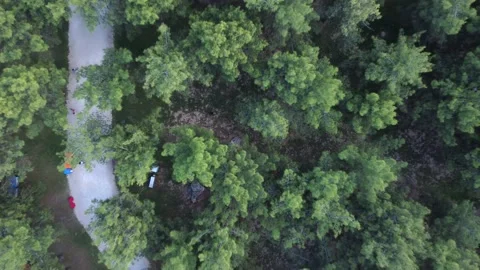 Drone filming over a park with pine trees Stock Footage 200479868