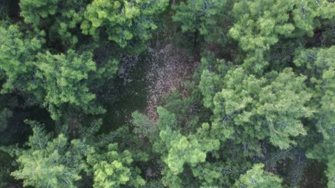 Drone filming over a park with pine trees Stock Footage 201112960