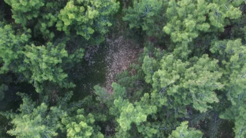 Drone filming over a park with pine trees Stock Footage 201216304