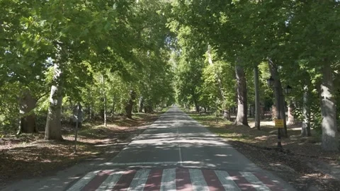 Drone filming on a road with large trees on the sides 스톡 동영상 301787320