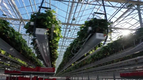 Drone filming strawberry rows from below upward Stock-Footage 327692572