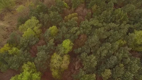 Drone filming windy forest and heath in The Netherlands Stock Footage 75353023