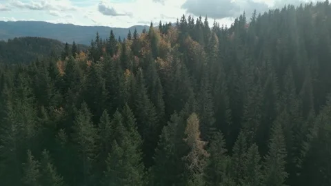 A drone films a coniferous forest by flying over the treetops Stock Footage 268250080