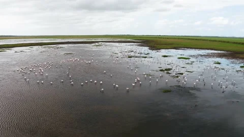 Drone Flamingos Stock Footage 186085582
