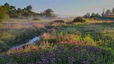 The drone flew over a field of wild flowers Stock Footage 170938927