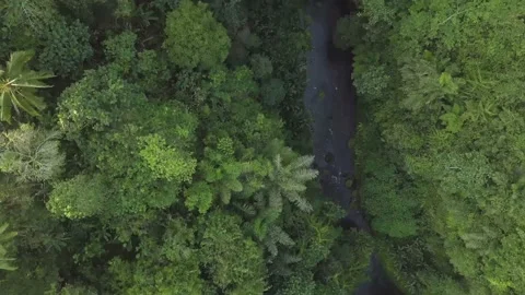 The drone flew over the forest of Bali. Stock Footage 155988236