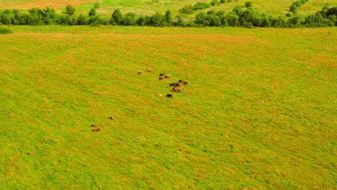 Drone flies above cows outdoor Stock Footage 146448573