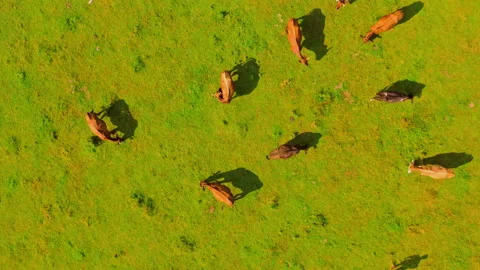Drone flies above cows in the pasture Stock Footage 154382334