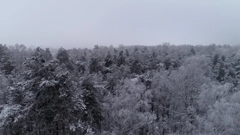 Drone flies above the forest covered by the snow. Stock Footage 106592889