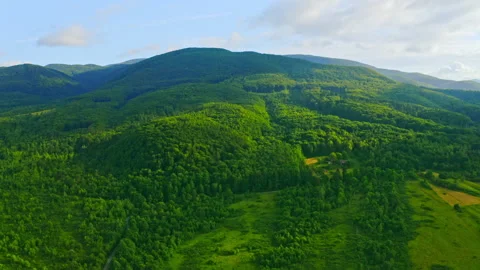 Drone flies above forest with deciduous trees Stock Footage