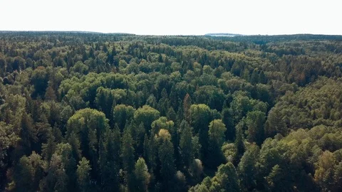 Drone flies above the forest Video stock 94109771