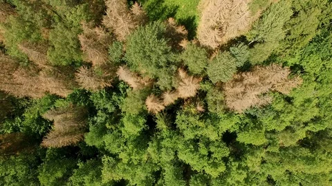 The drone flies above the forest. 스톡 동영상 111342950