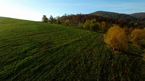 The drone flies above the green meadow. Stock-Footage 106900125