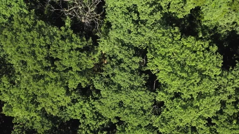 Drone flies above green tree canopies in dense woods Stock-Footage 260313547