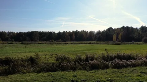 The drone flies above the meadow. Stock Footage 119699126