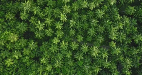 The drone flies from above over dense lush green palm Stock Footage 147044487
