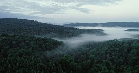The drone flies above the trees. Stock-Footage 108014481