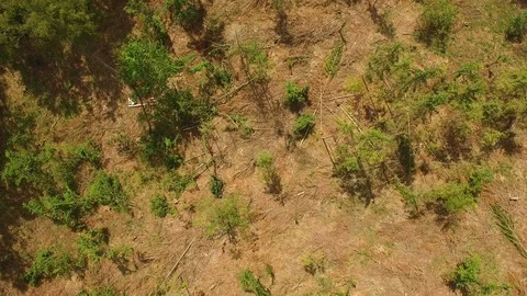 The drone flies above the trees. 스톡 동영상 111334025