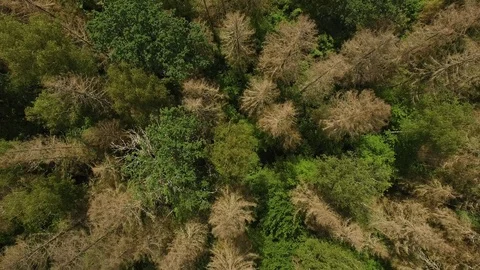 The drone flies above the trees. Video stock 111334416