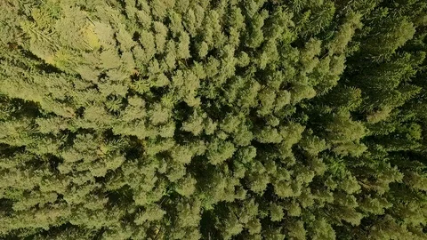 The drone flies above the trees. Stock Footage 111434488