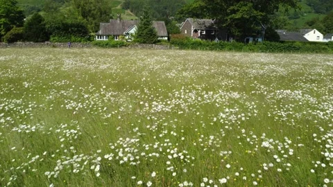 Drone flies above wild flower meadow at Grasmere, UK. Stock Footage 199649909