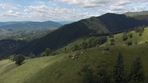 A drone flies after a herd of horses. Horses move towards the green meadow Stock Footage 119161453