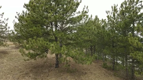 Drone flies along a clearing with pines Stock Footage 175328138