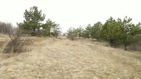 Drone flies along a clearing with pines Stock Footage 175329069