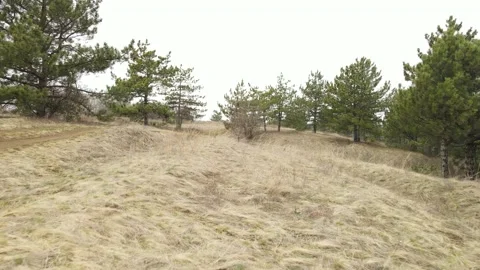 Drone flies along a clearing with pines Stock Footage 175329214