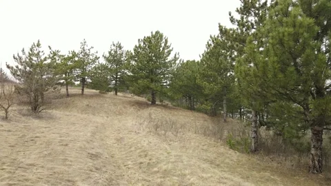 Drone flies along a clearing with pines Stock Footage 175329422