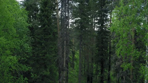 Drone flies up along the high trees Stock Footage 135393966