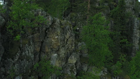 Drone flies up along the high trees Stock Footage 135396485